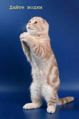 Олег Андреев