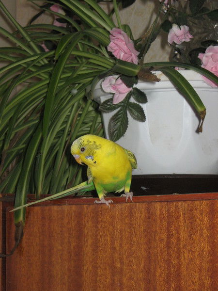 Марина Марченко