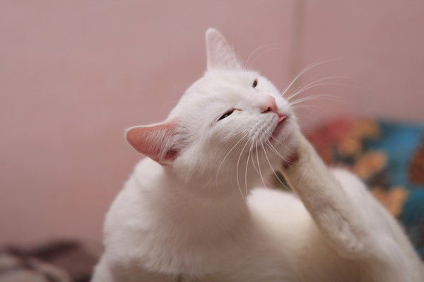 Вадим Шабанов