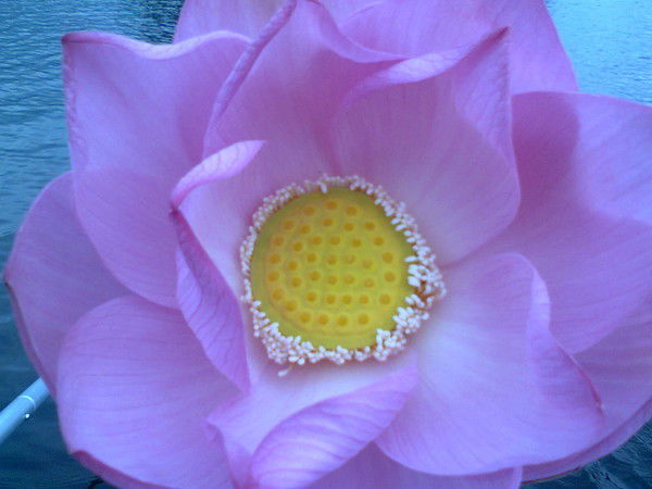 Светлана ...