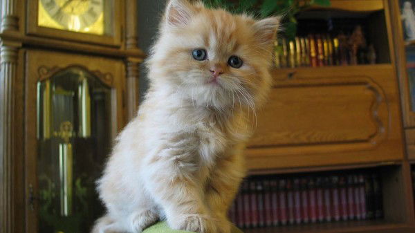 Светлана Смолина(Жумагалиева)