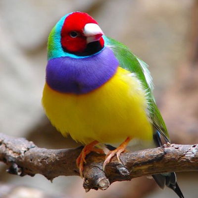 Алёна Пазникова