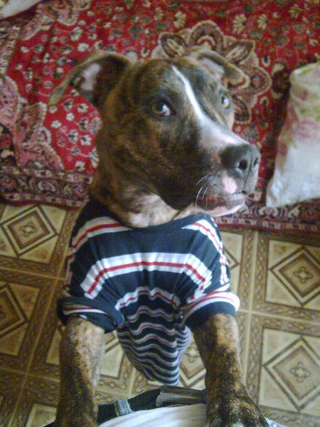 Султан Медетбек