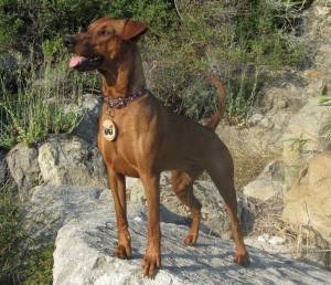 Ольга Галанова