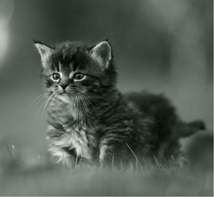 Ляля Ромашова