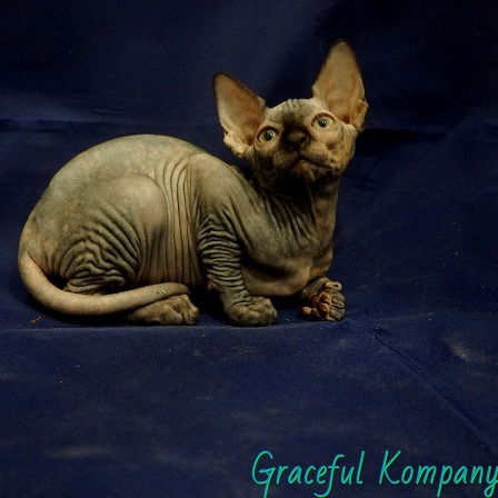 Graceful Kompany Питомник Канадов