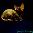 Graceful Kompany Питомник Канадов