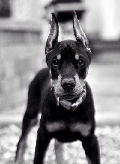 Мустафа Зейтуло