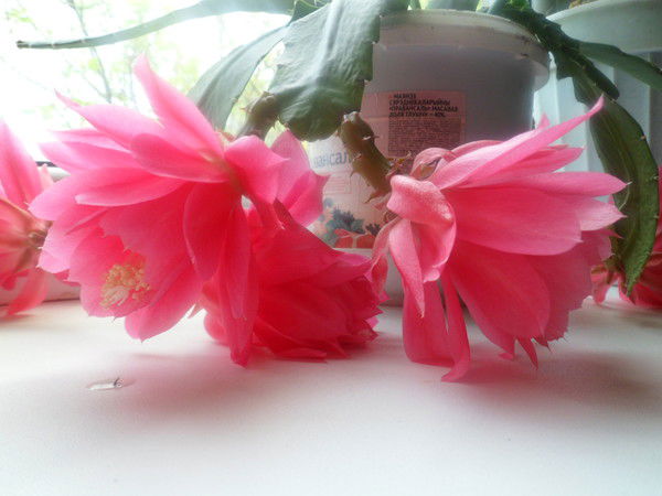 Елена Назмутдинова