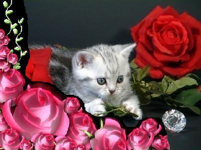 Анюта Кирилина