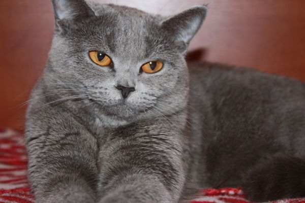 Олеся Охрименко