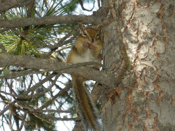 Анжелика Галушка