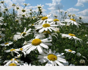 Я Марго Захарова