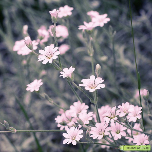 Шынар Мухтарова