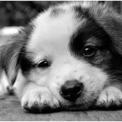 Влад Борзий