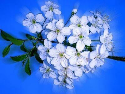 Алия Бекшпекова