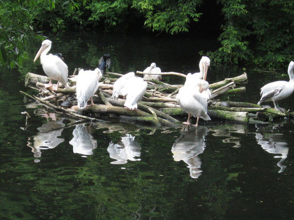 Нюрочка Новикова