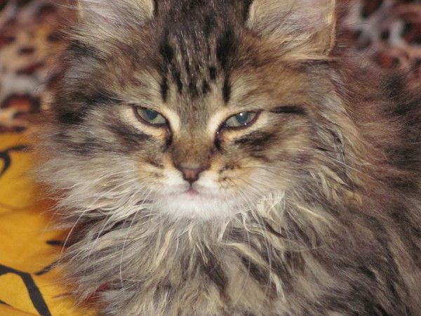 Александр Луговой