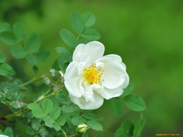 Наталья Комиссарова