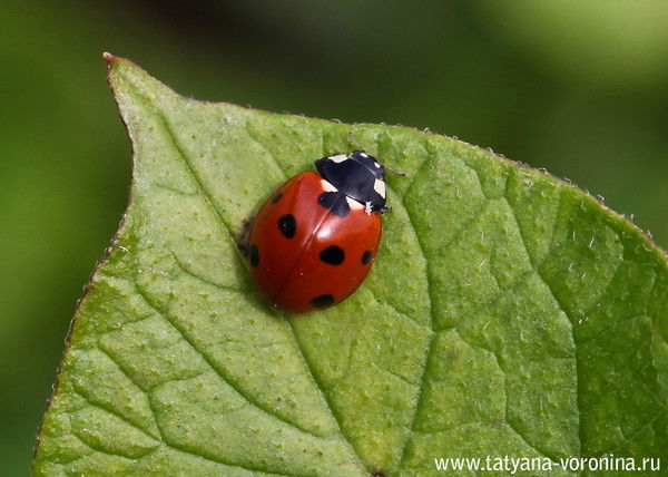 Ырысалды Бакимбаева