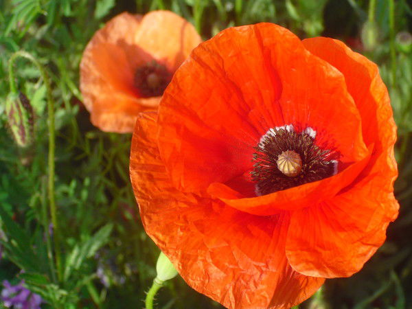 Нина Илющенко