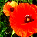 Нина Илющенко