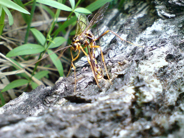 Александр Шокарев