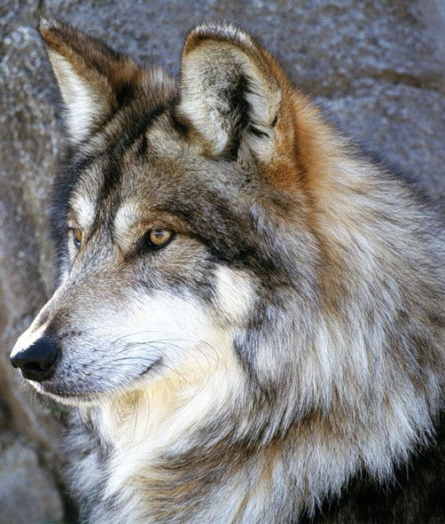 Алексей Семёнов