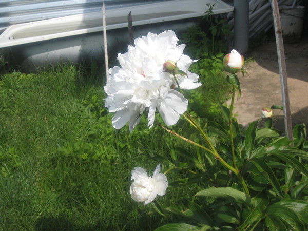 Любовь Попова