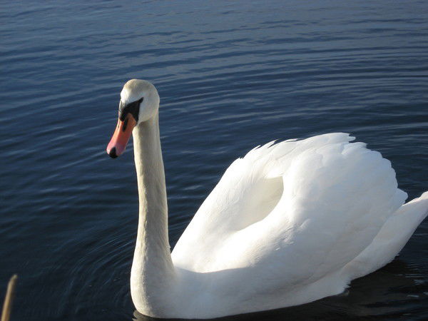 Наталья Березняцкая