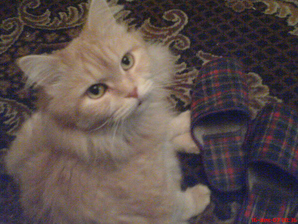 Лена Иванова