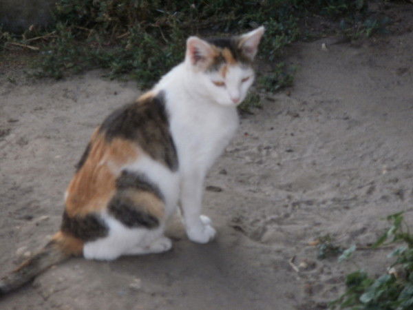 Валентина Фатькина