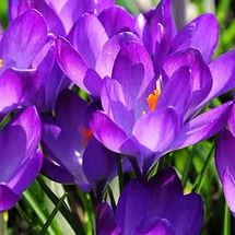 Евпатория Скиффинанс