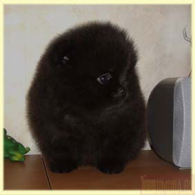 Гайсанова Асель