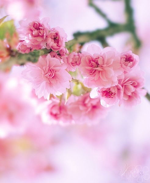 Гульназ И. Садриева