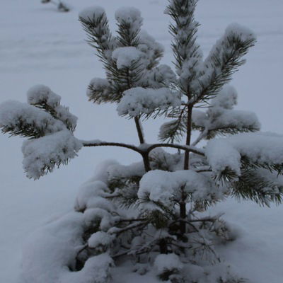 Виталий Лойко