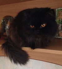 Елена Журавлева