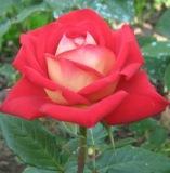 Ольга Артёменко