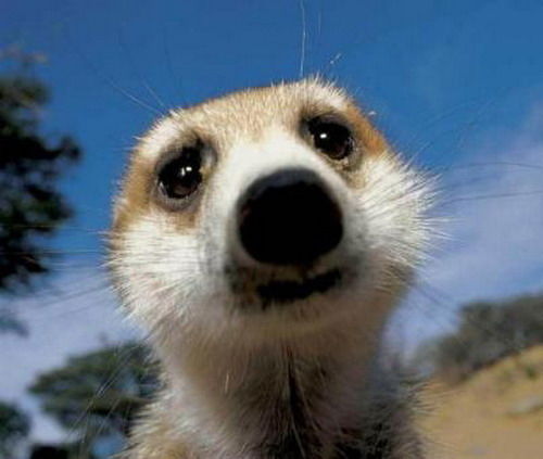 Михаил Трегубов