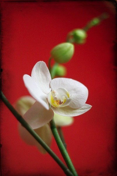 Елена Курат