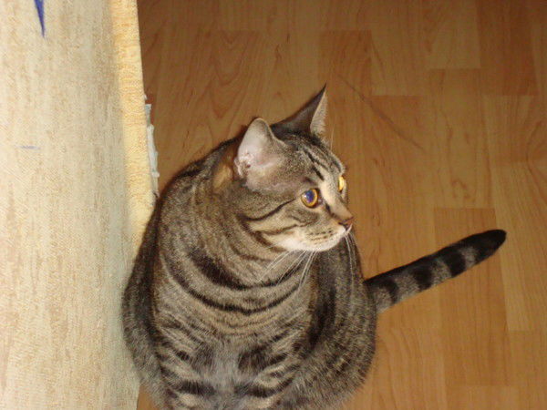 Ирина Кочерова