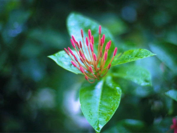 Елена Грушичева