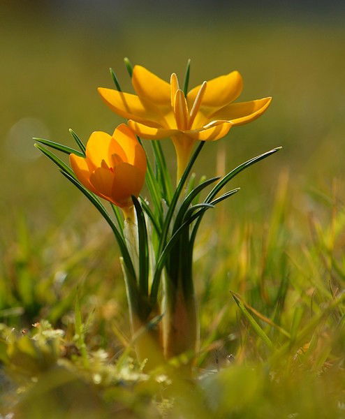 Жыпар Канболотовна