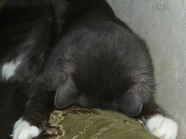 Спаrta: Дмитрий Ляпустин