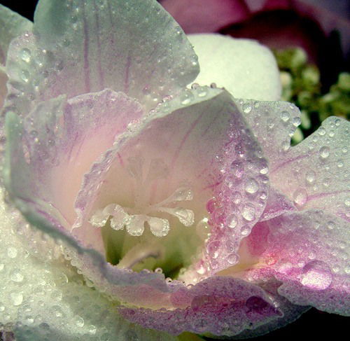 Мария Гаврикова