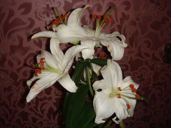 Анна Сканцева