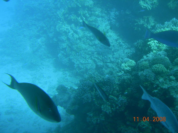 Брина - Марина Морская