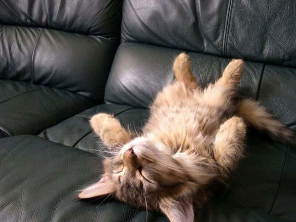 Константин Паначёв