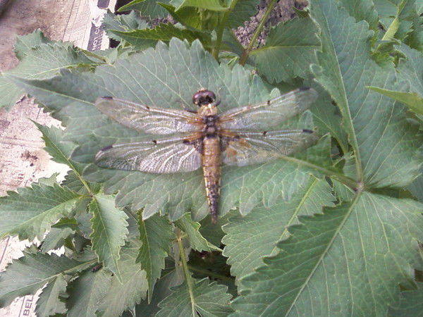 Наталья Зименкова