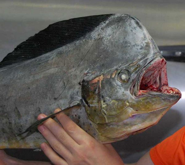 Максим Кардаков